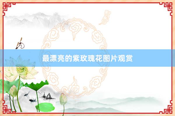 最漂亮的紫玫瑰花图片观赏
